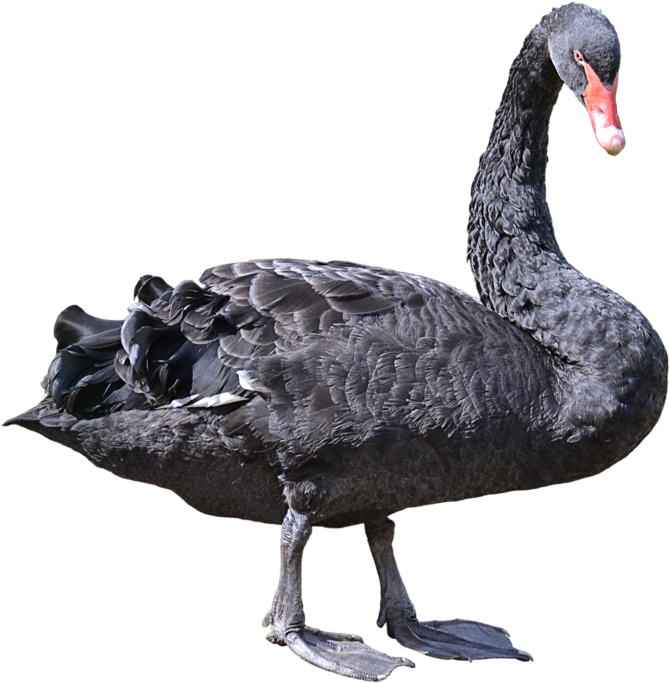 Black Swan Standing Profile PNG Image