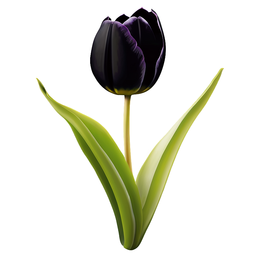 Black Tulip Png 9 PNG Image