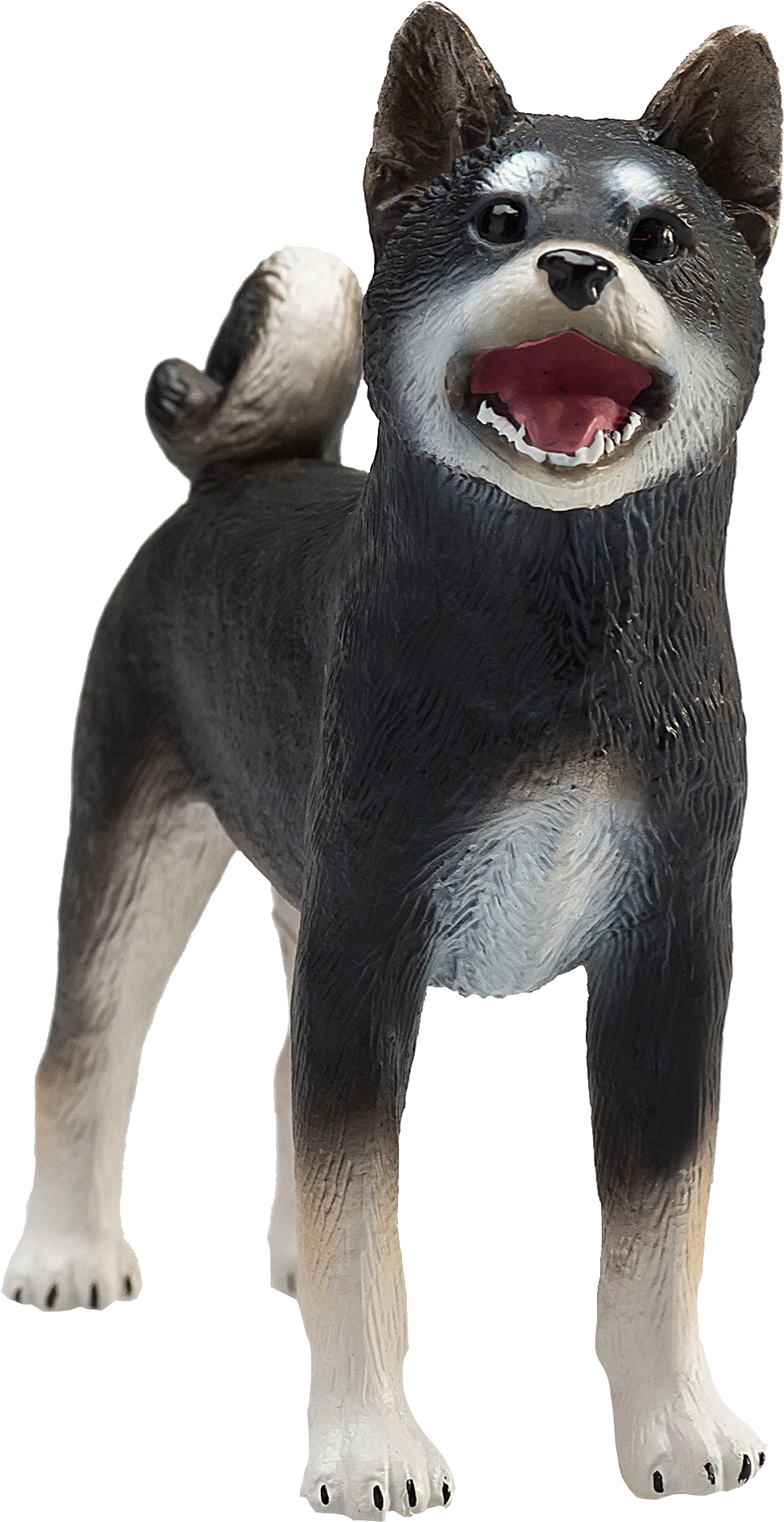 Blackand Tan Shiba Inu Model PNG Image