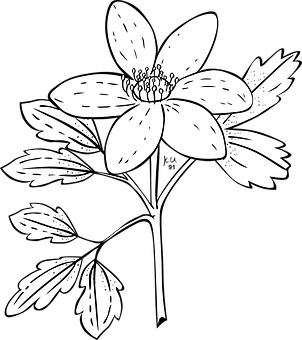 Blackand White Anemone Flower Illustration PNG Image