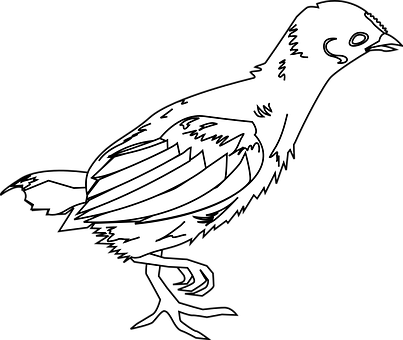 Blackand White Bird Illustration PNG Image