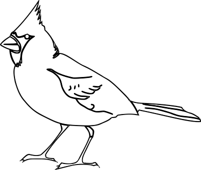 Blackand White Bird Illustration PNG Image