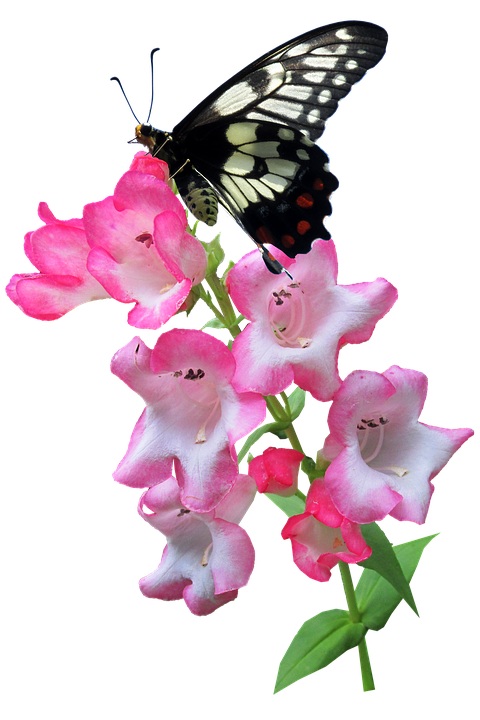 Blackand White Butterflyon Pink Flowers.png PNG Image