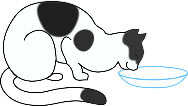 Blackand White Cat Drinking Water PNG Image