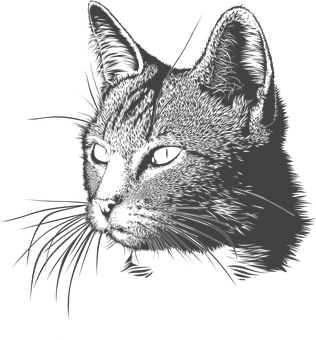 Blackand White Cat Portrait PNG Image