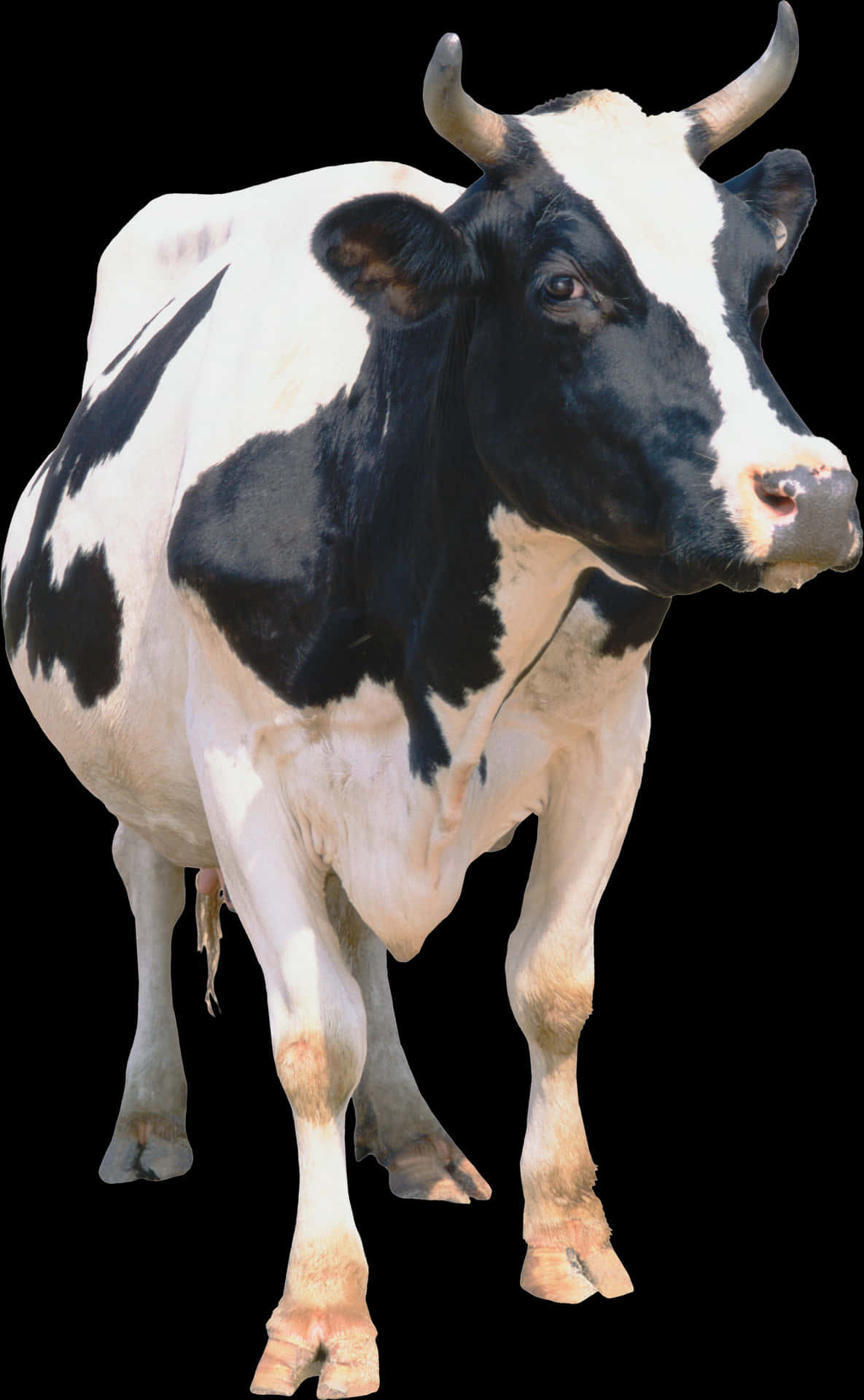 Blackand White Cow Standing PNG Image