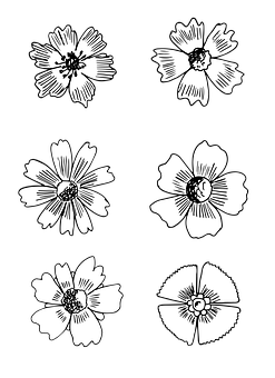 Blackand White Floral Illustrations PNG Image