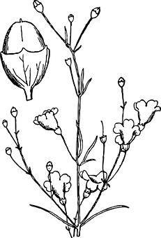 Blackand White Floral Silhouette PNG Image