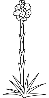 Blackand White Floral Silhouette PNG Image