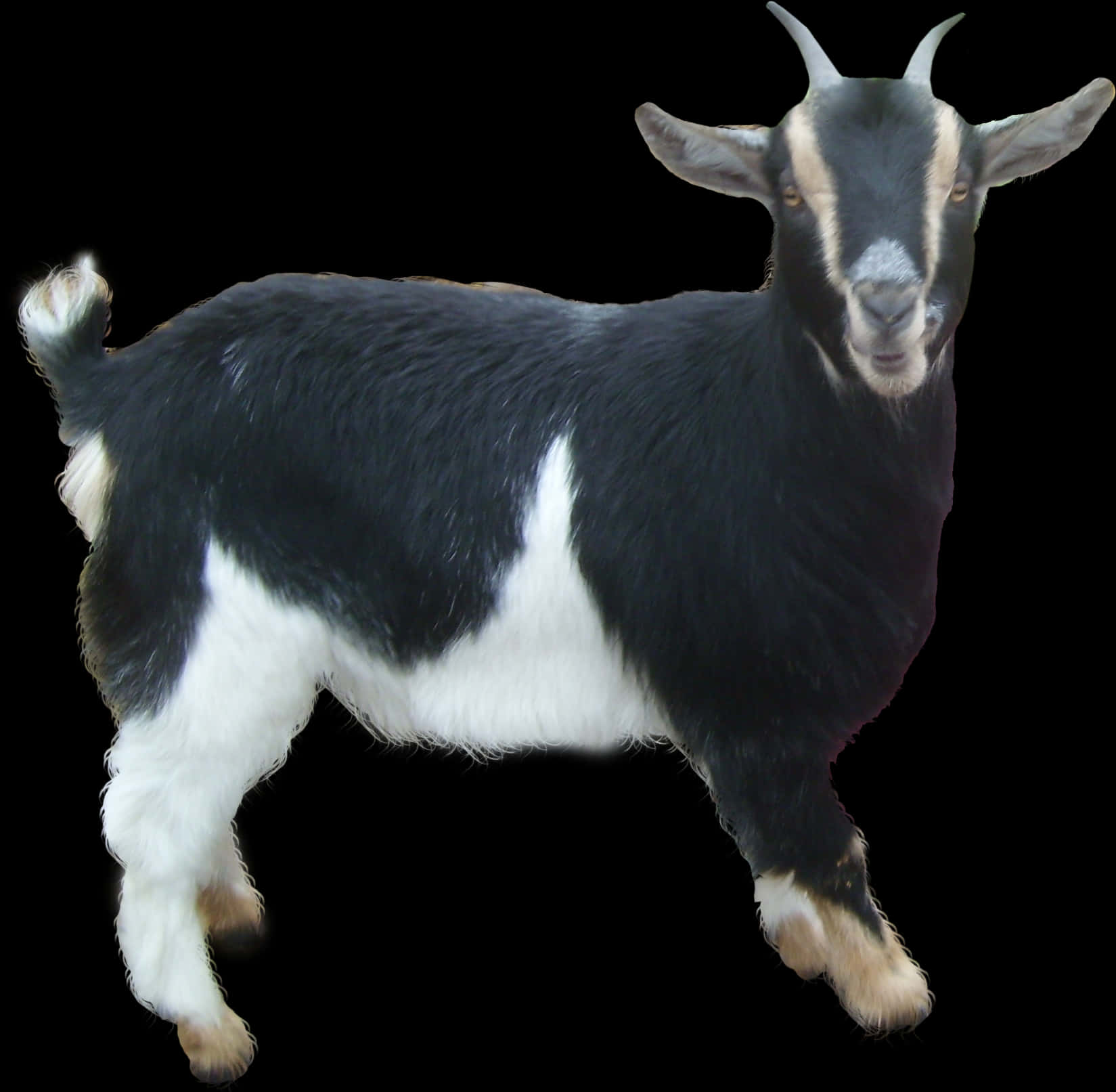 Blackand White Goat Isolated PNG Image