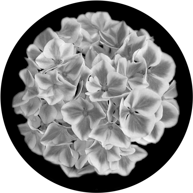 Blackand White Hydrangea Blossoms PNG Image