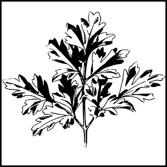 Blackand White Leaf Illustration PNG Image