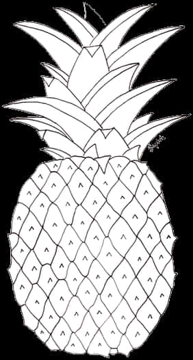 Blackand White Pineapple Sketch PNG Image