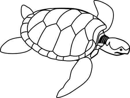 Blackand White Turtle Illustration PNG Image