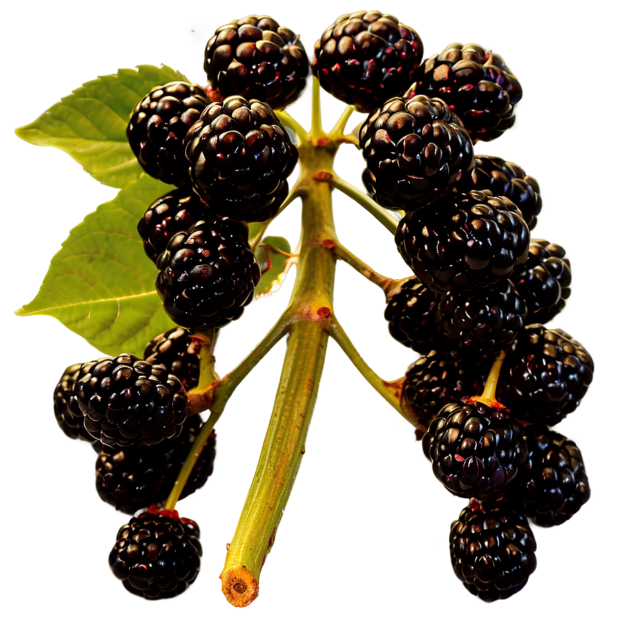 Blackberry Bunch Png 34 PNG Image