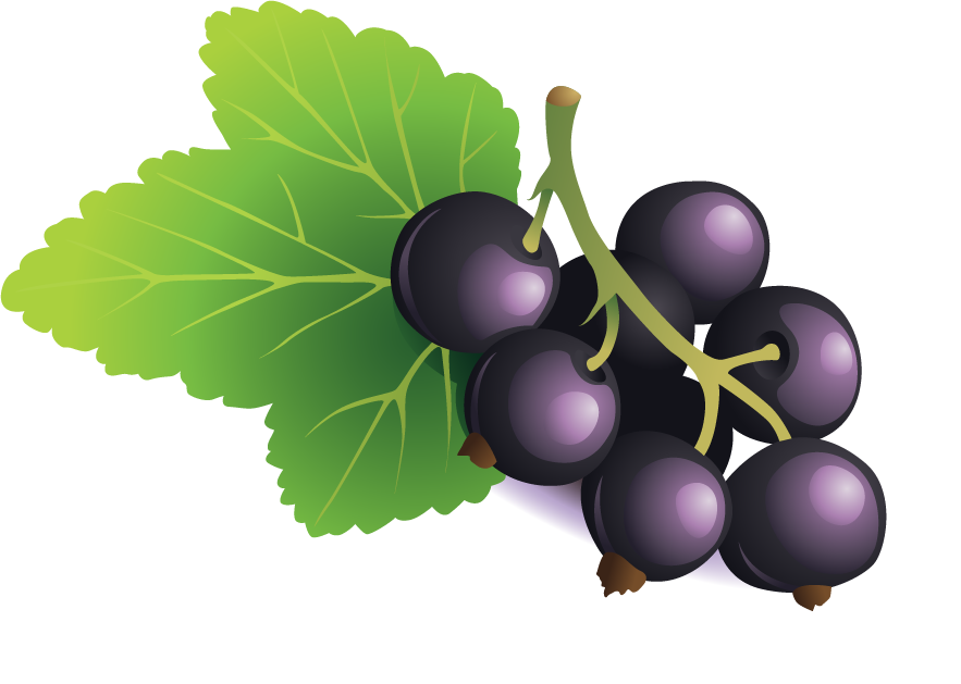 Blackberry Cluster Illustration PNG Image