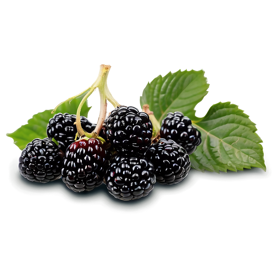 Blackberry Harvest Png 05232024 PNG Image