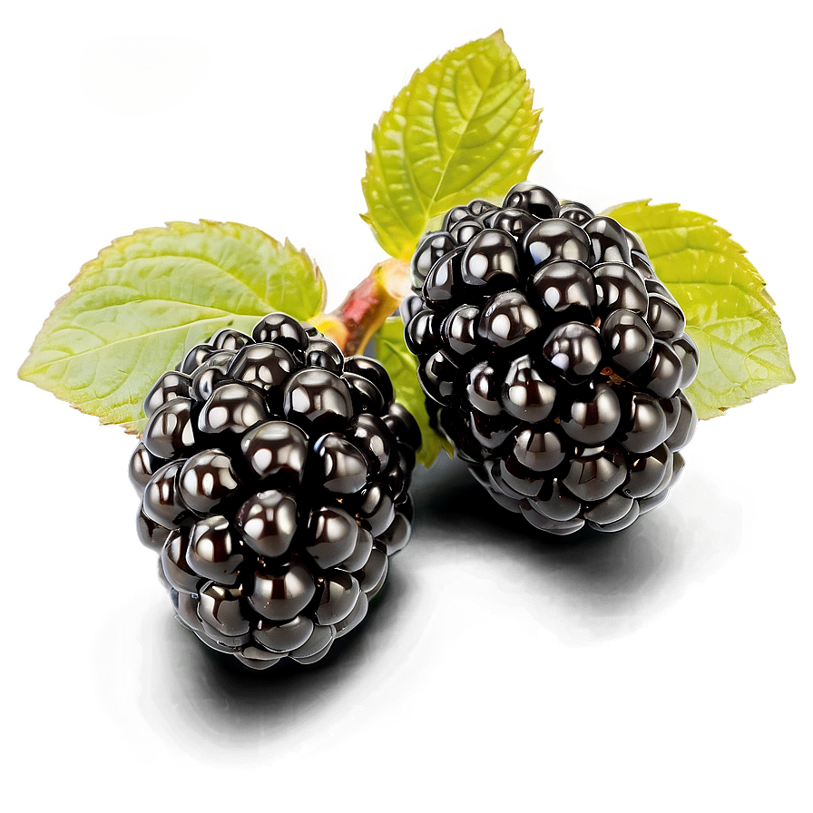 Blackberry Isolated Png Vpl66 PNG Image