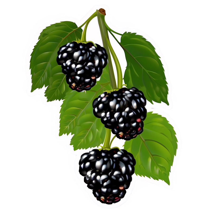 Blackberry On Vine Png 05232024 PNG Image