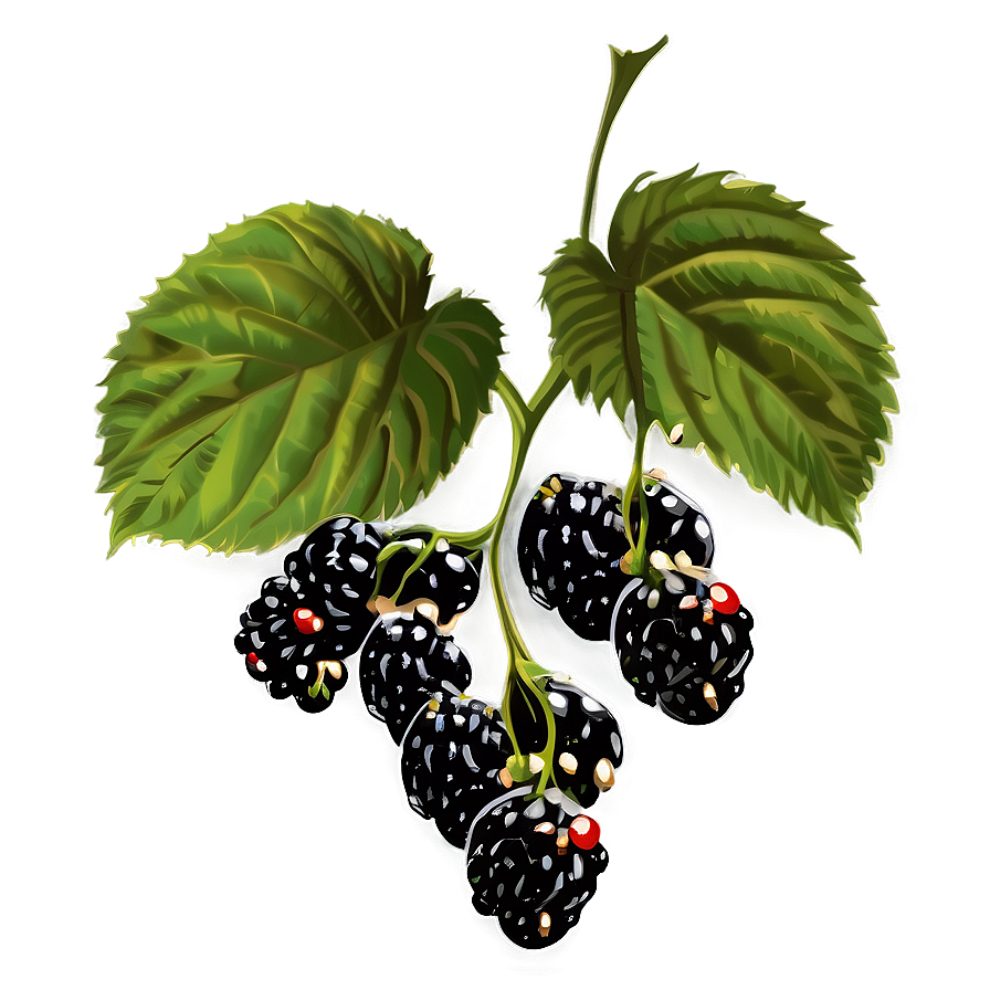 Blackberry Plant Png Qbd PNG Image