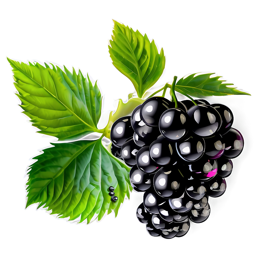 Blackberry Plant Png Rty PNG Image