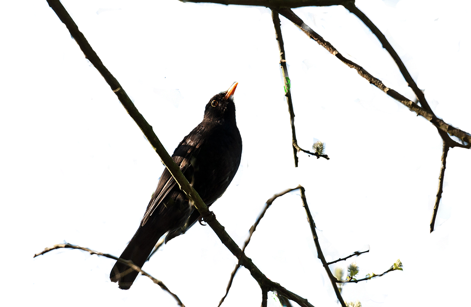 Blackbird Perchedon Bare Branches PNG Image