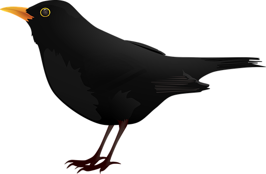 Blackbird Vector Illustration PNG Image