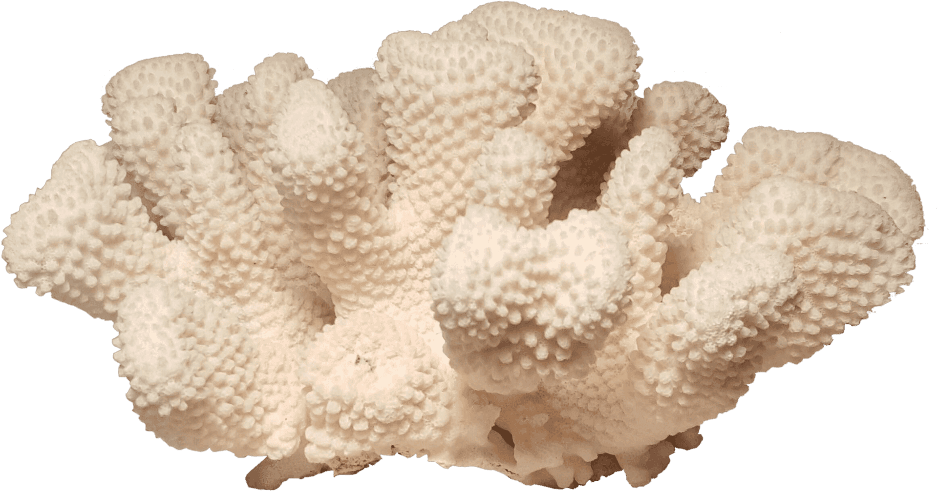 Bleached Coral Specimen PNG Image