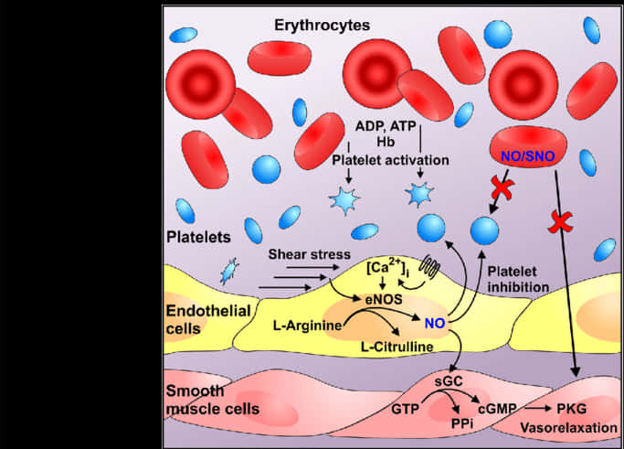 Blood Componentsand Function Illustration PNG Image