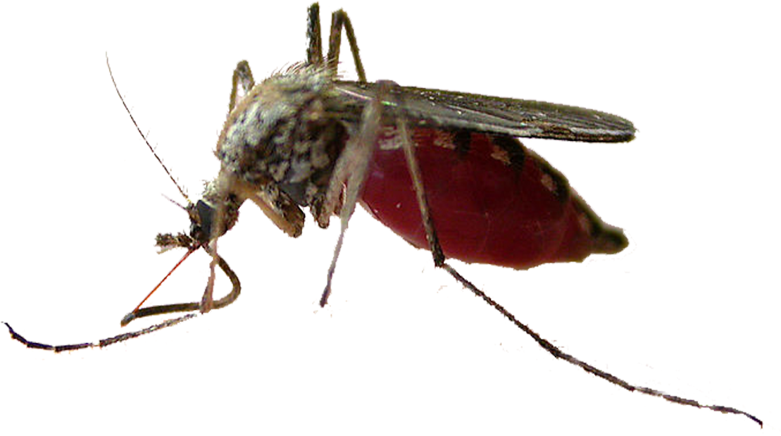 Blood Engorged Mosquito.png PNG Image