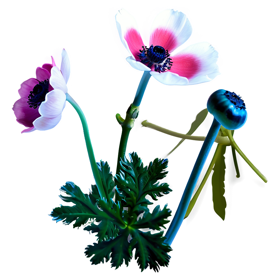 Blooming Anemone Png 28 PNG Image