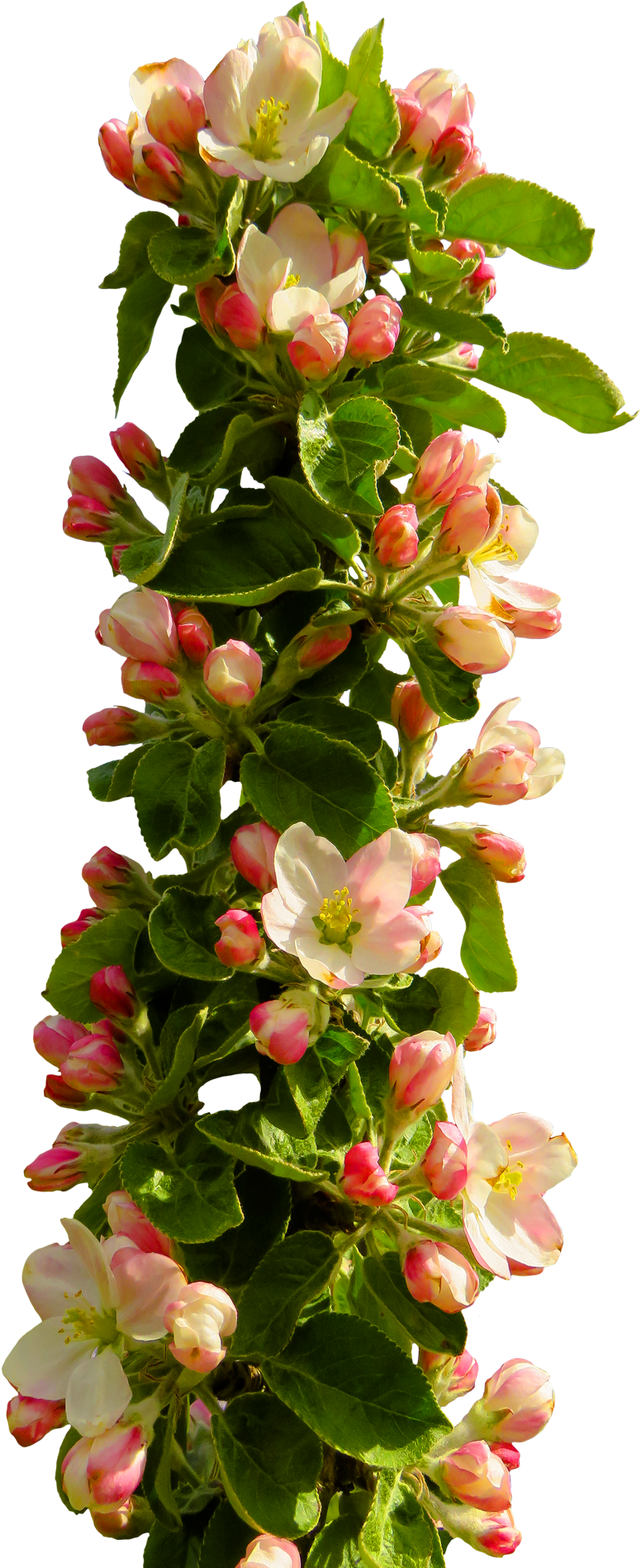 Blooming Apple Branch Springtime PNG Image