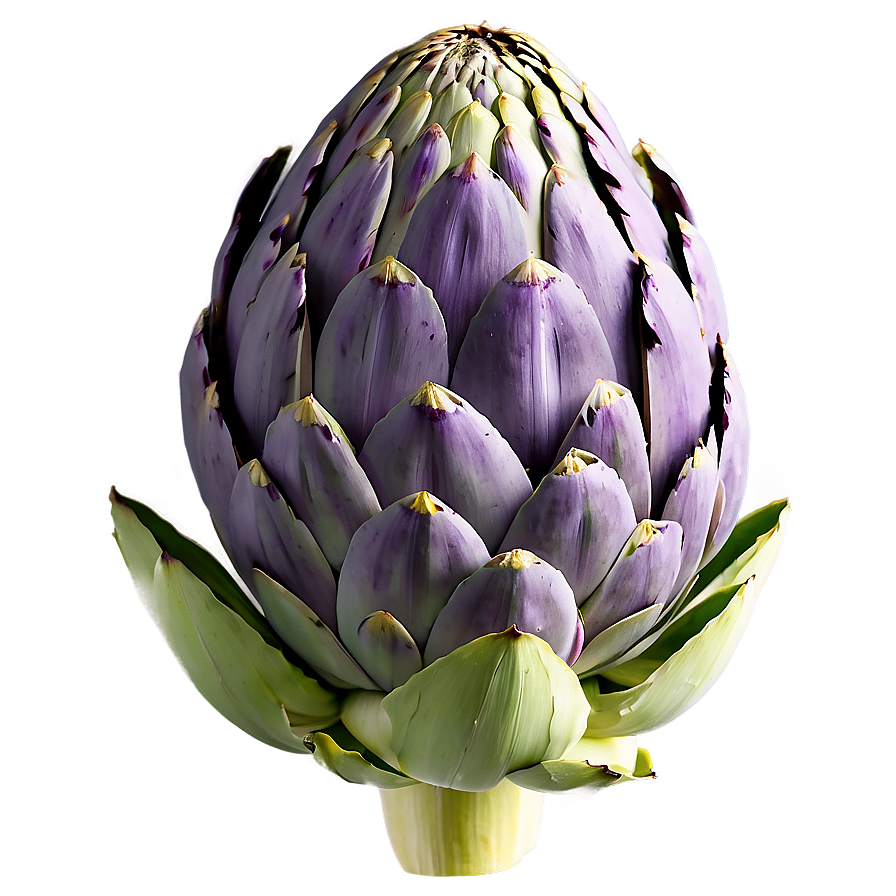 Blooming Artichoke Png Opv67 PNG Image