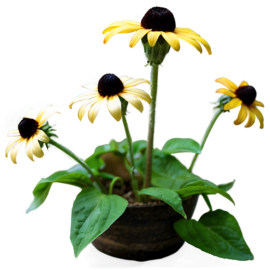 Blooming Black Eyed Susan Png Nhq21 PNG Image