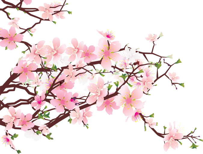 Blooming Cherry Blossom Branches PNG Image