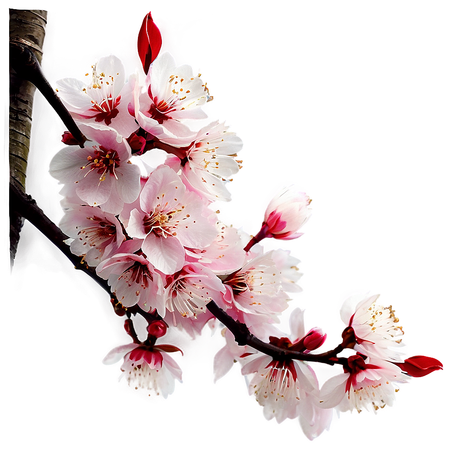 Blooming Cherry Blossom Landscape Png 05032024 PNG Image