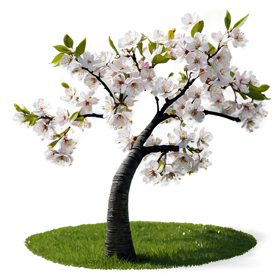 Blooming Cherry Tree Png Xqc10 PNG Image