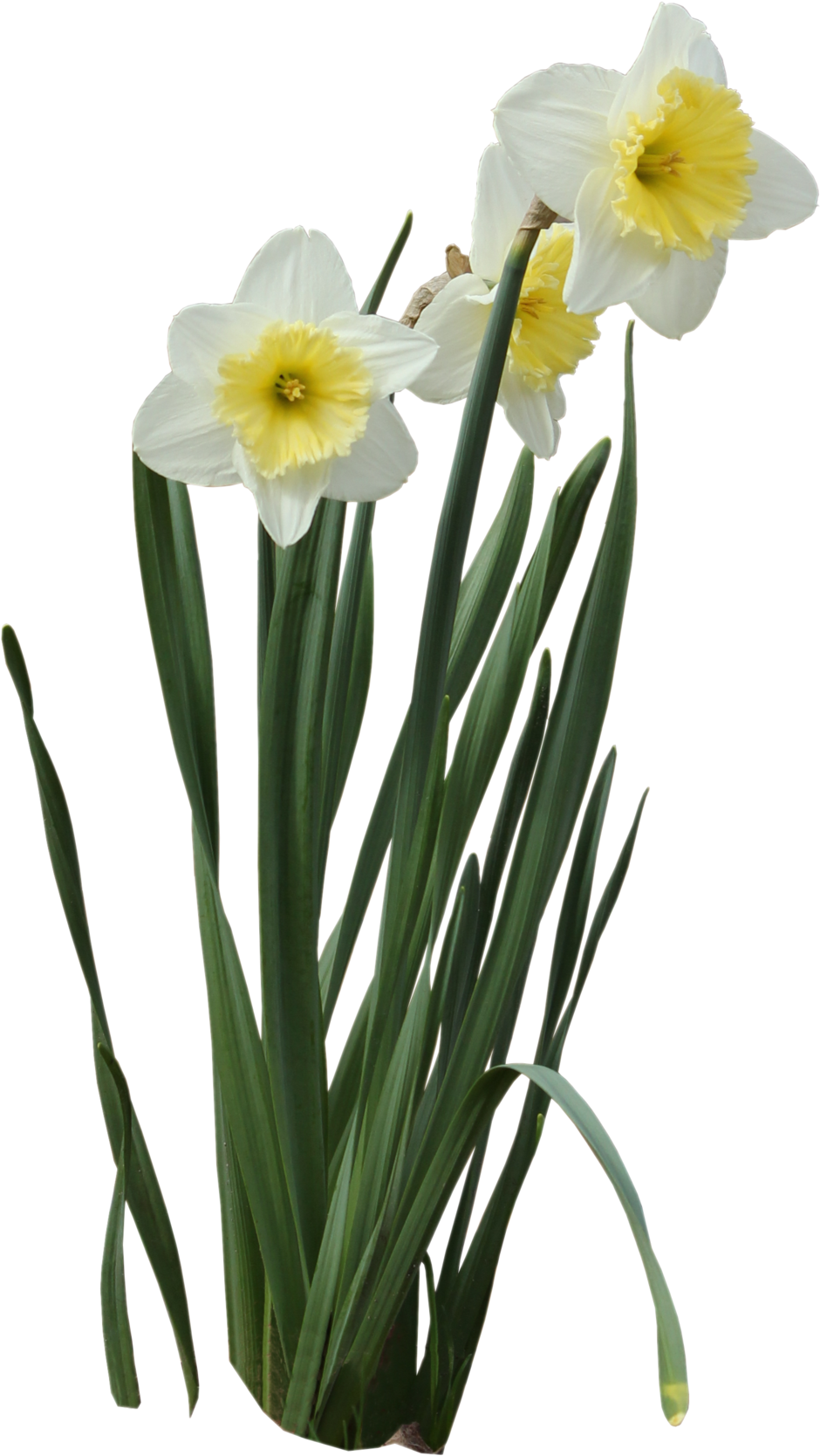 Blooming Daffodils Transparent Background.png PNG Image