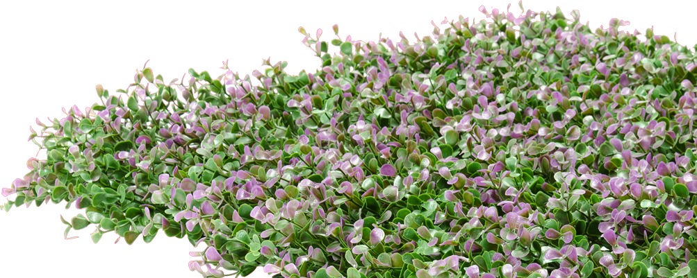 Blooming_ English_ Lavender_ P N G PNG Image