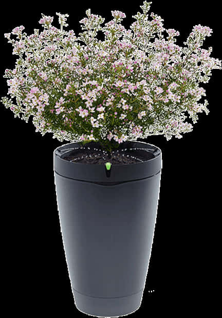 Blooming Flowersin Modern Pot.jpg PNG Image