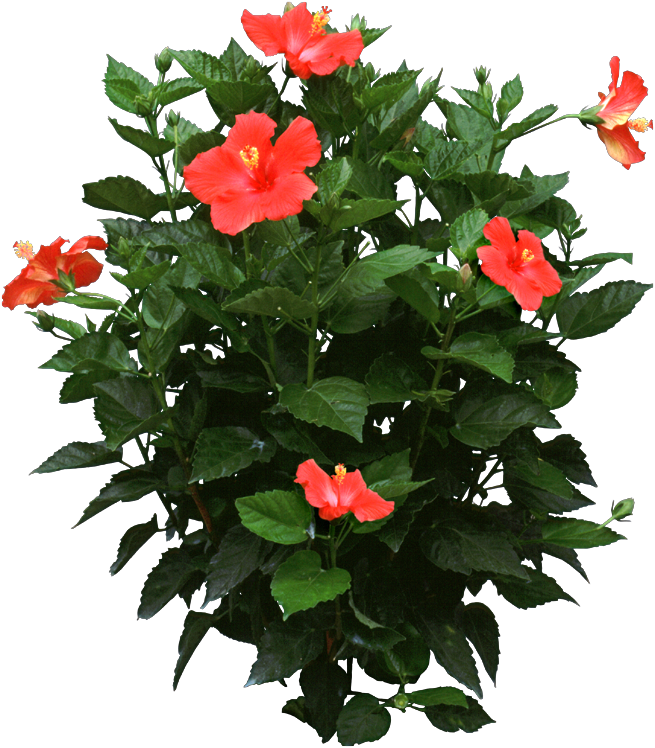 Blooming Hibiscus Shrub PNG Image