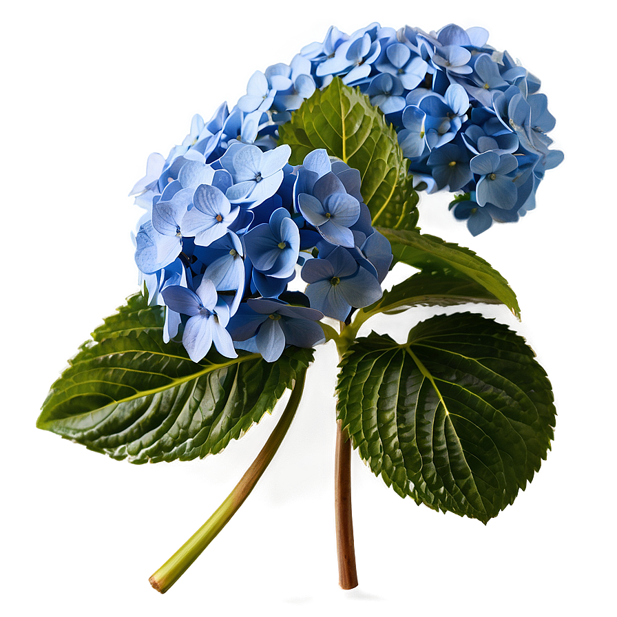 Blooming Hydrangea Png Wde PNG Image