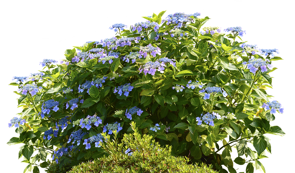 Blooming Hydrangea Shrub PNG Image