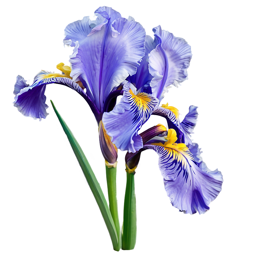 Blooming Iris Png Mpb PNG Image