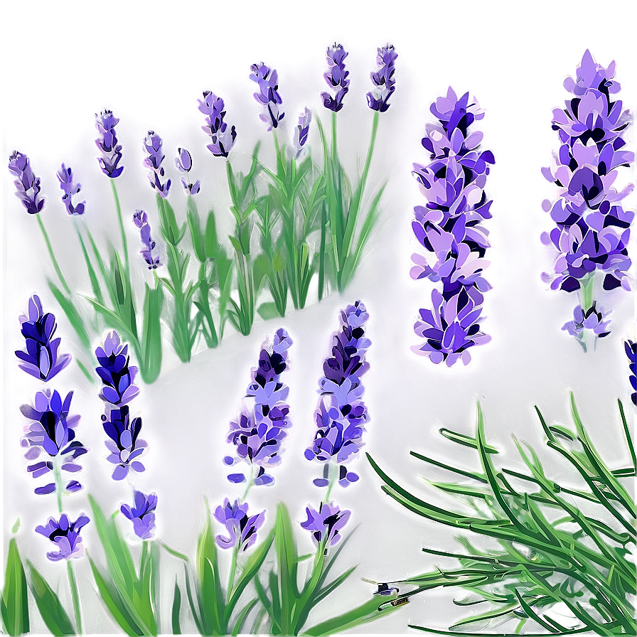 Blooming Lavender Field Png 95 PNG Image