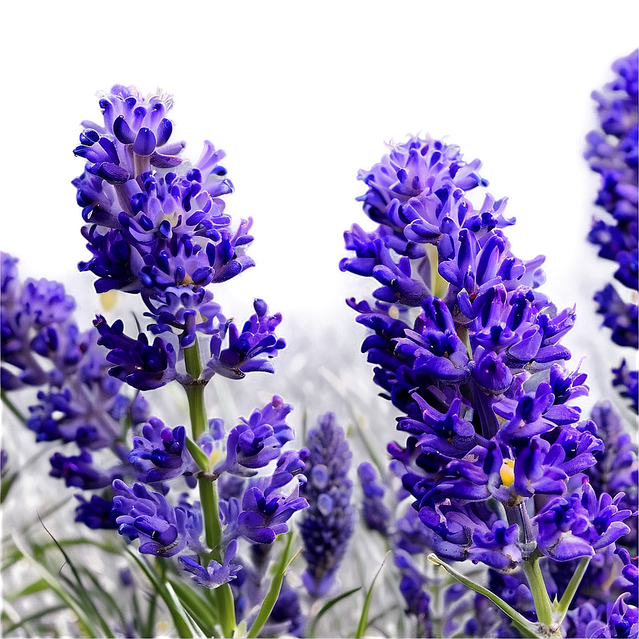 Blooming Lavender Fields Png 06112024 PNG Image