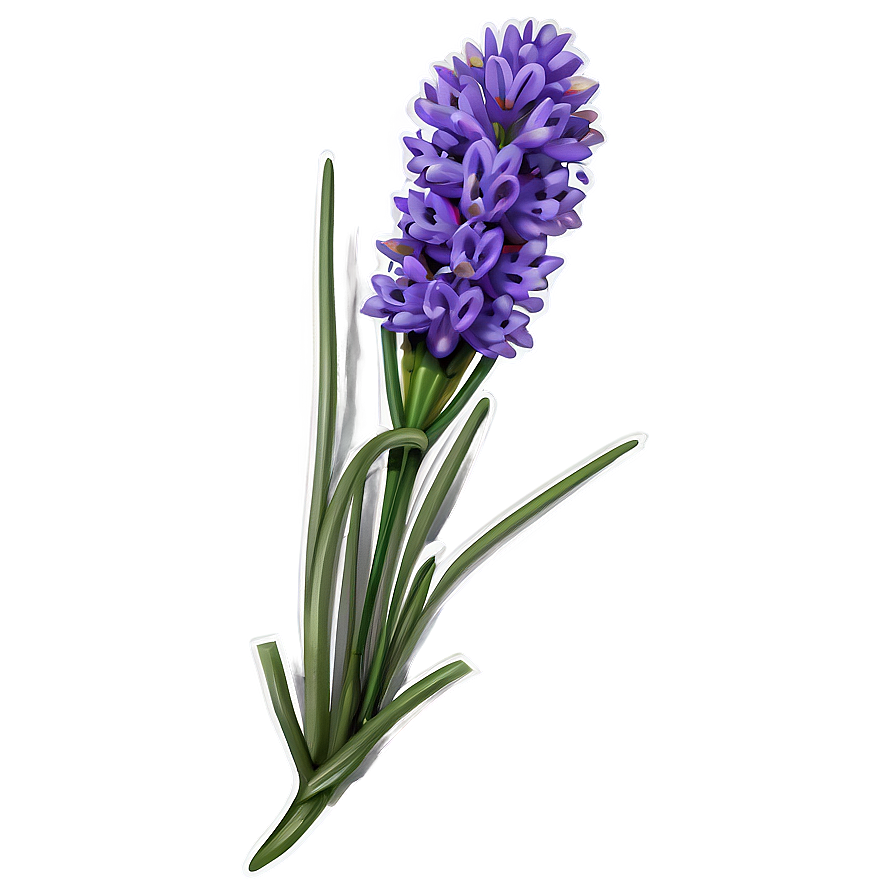 Blooming Lavender Png Mwy29 PNG Image