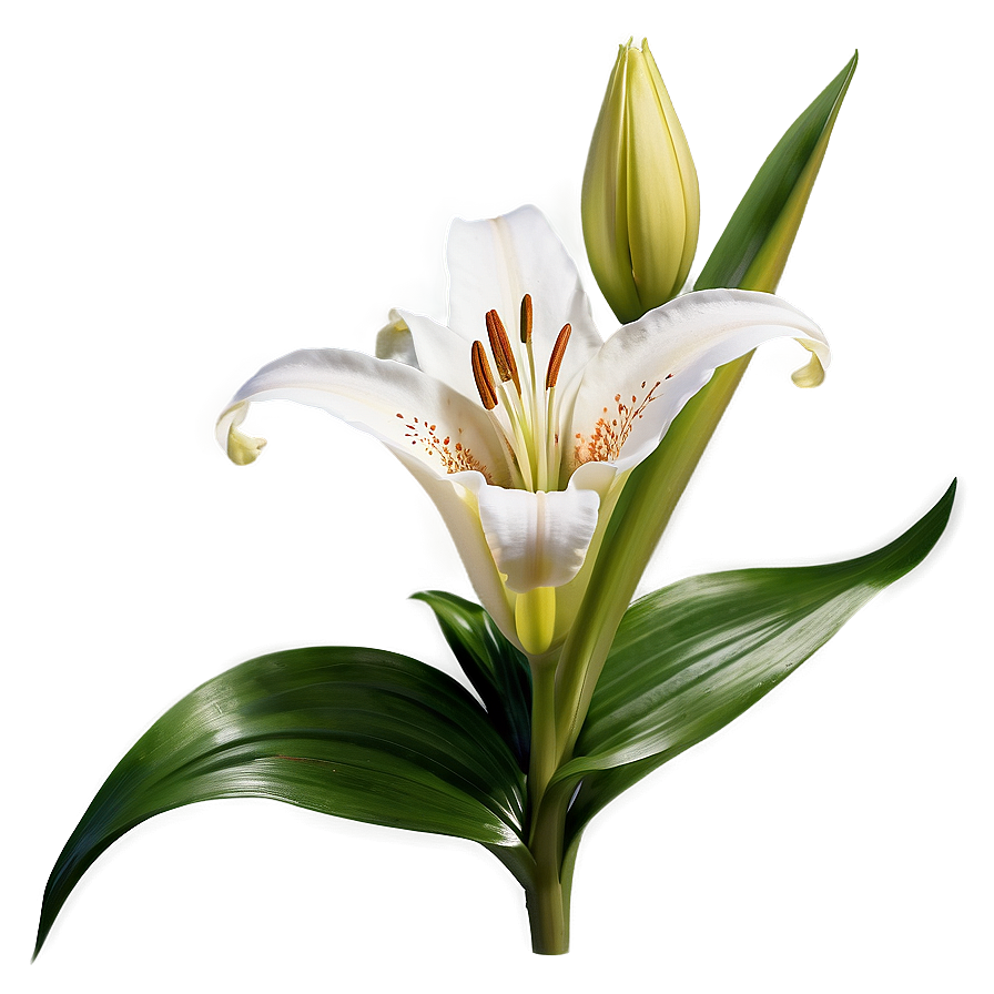 Blooming Lily Flower Png 35 PNG Image