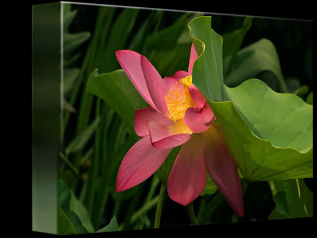 Blooming Lotus Flower PNG Image