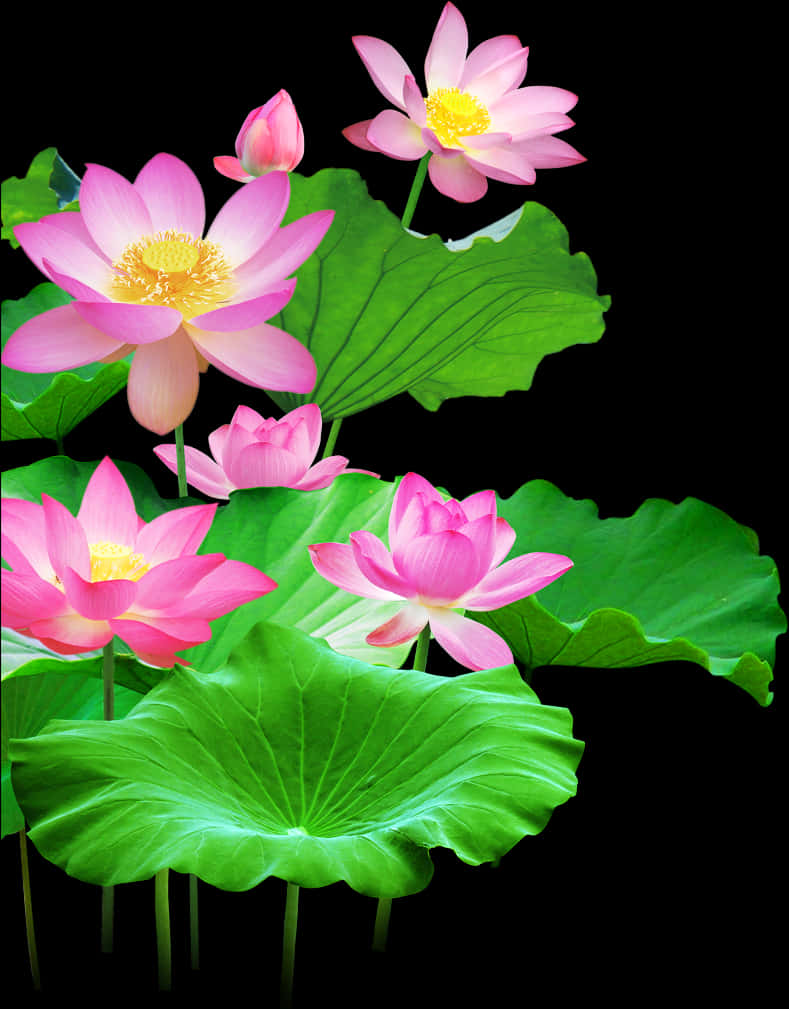 Blooming Lotus Flowersand Leaves PNG Image